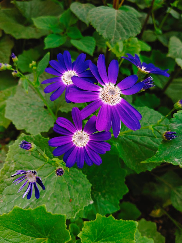 Close-up of vibrant purple cineraria flowers amidst lush green leaves.