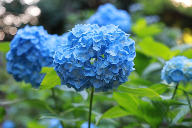 Special Needs Trusts in Japan, How to Set Up a Trust for a Disabled Person.