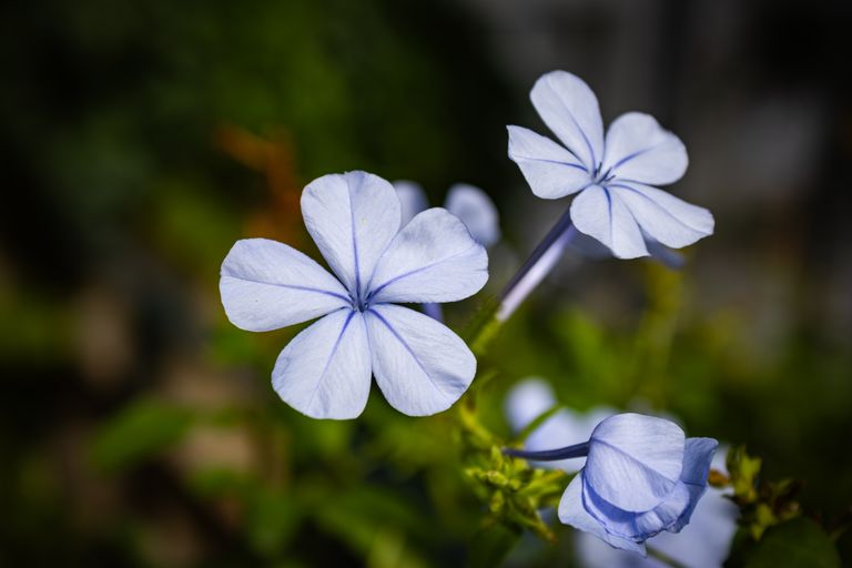 What is Adult Guardianship in Japan?